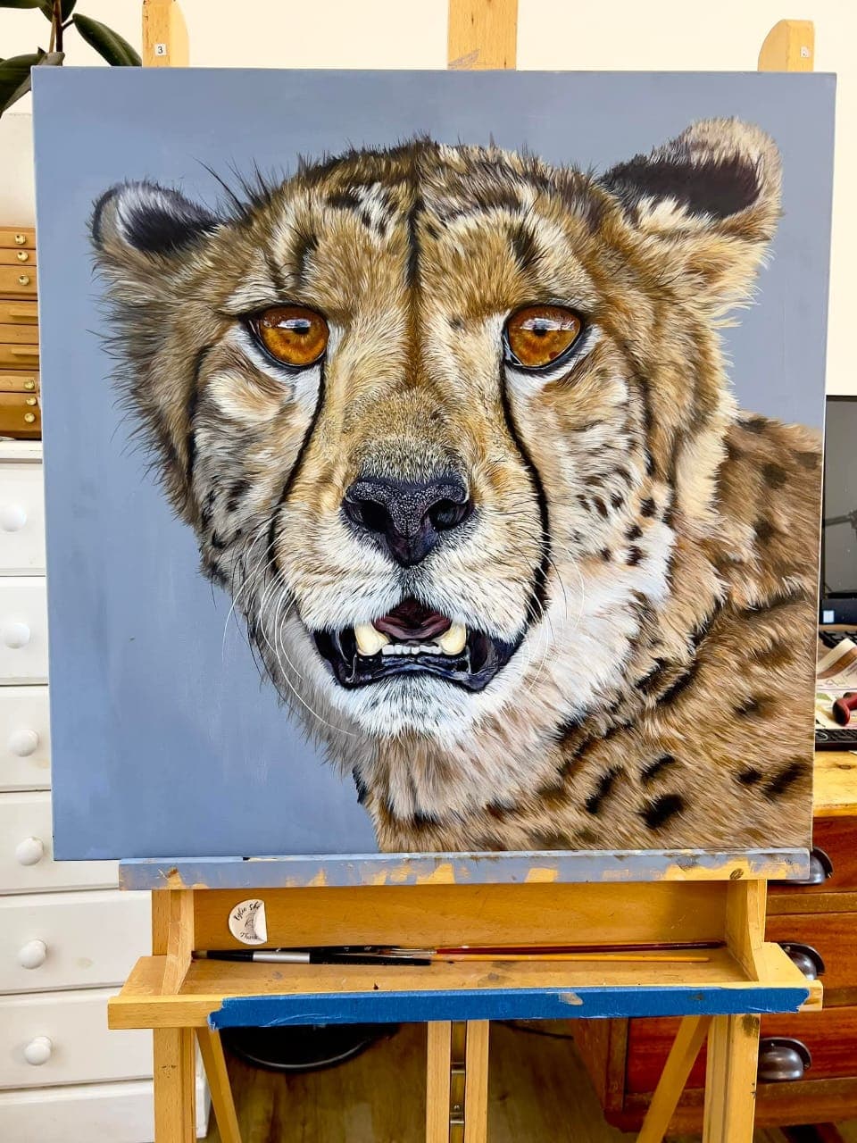 Cheetah Face Canvas Portrait
