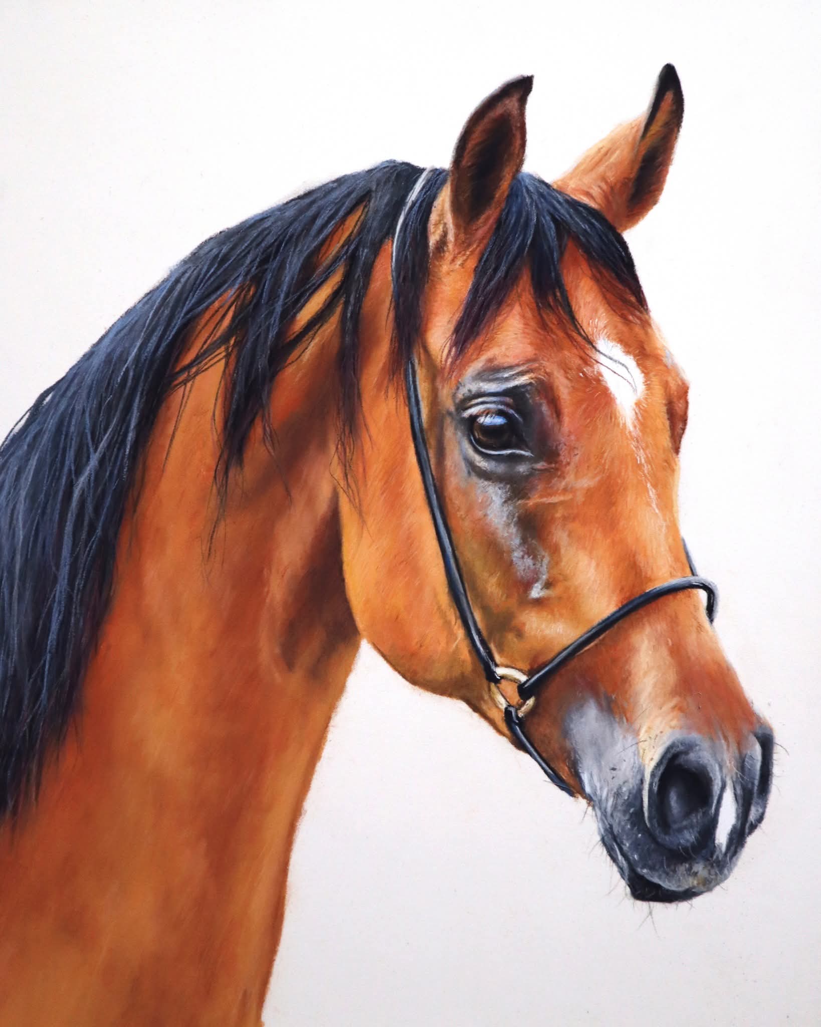 Chestnut Horse Portrait Study