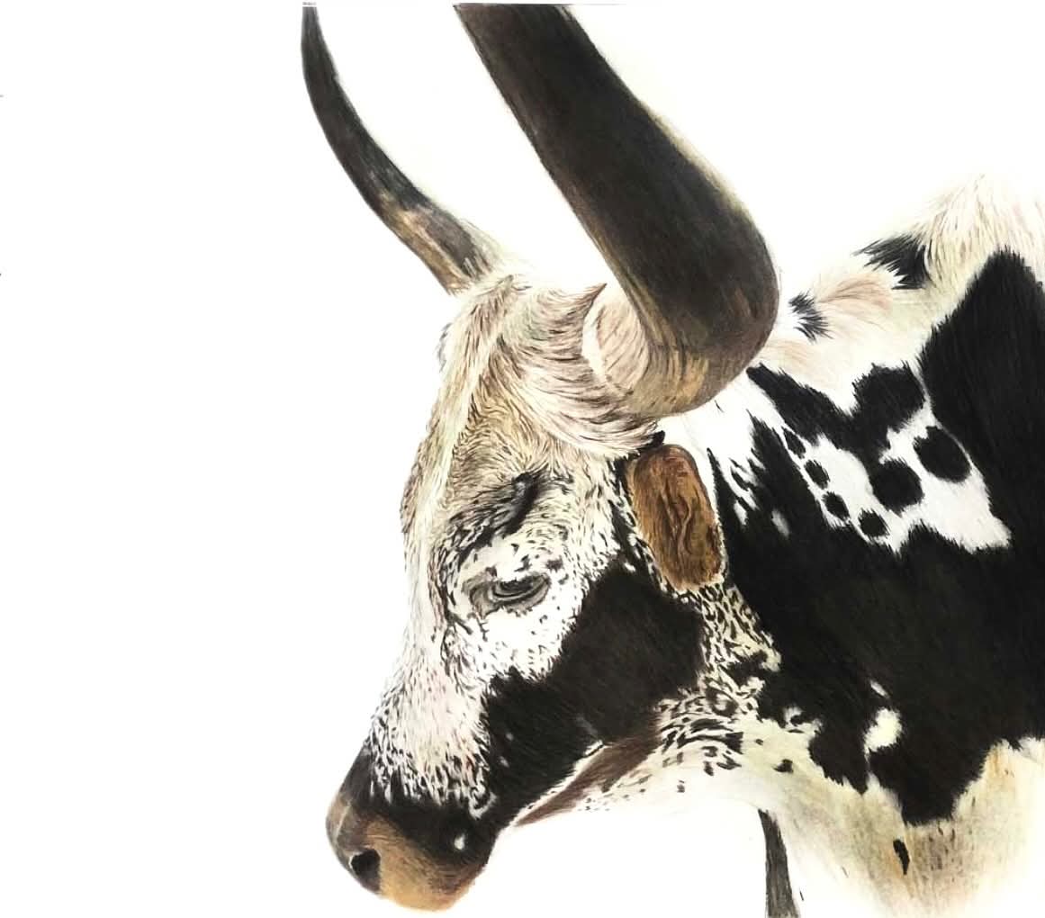 Texas Longhorn Cattle Study