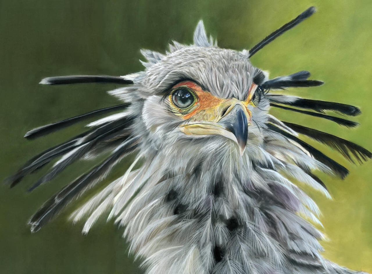 Secretary Bird Pastel Portrait
