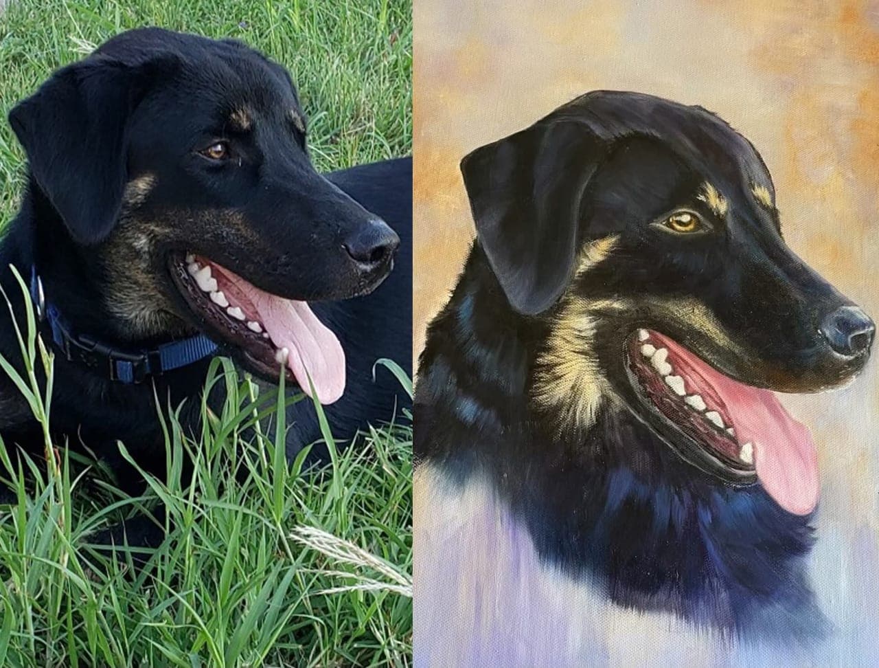 Black Lab & Shepherd Mix