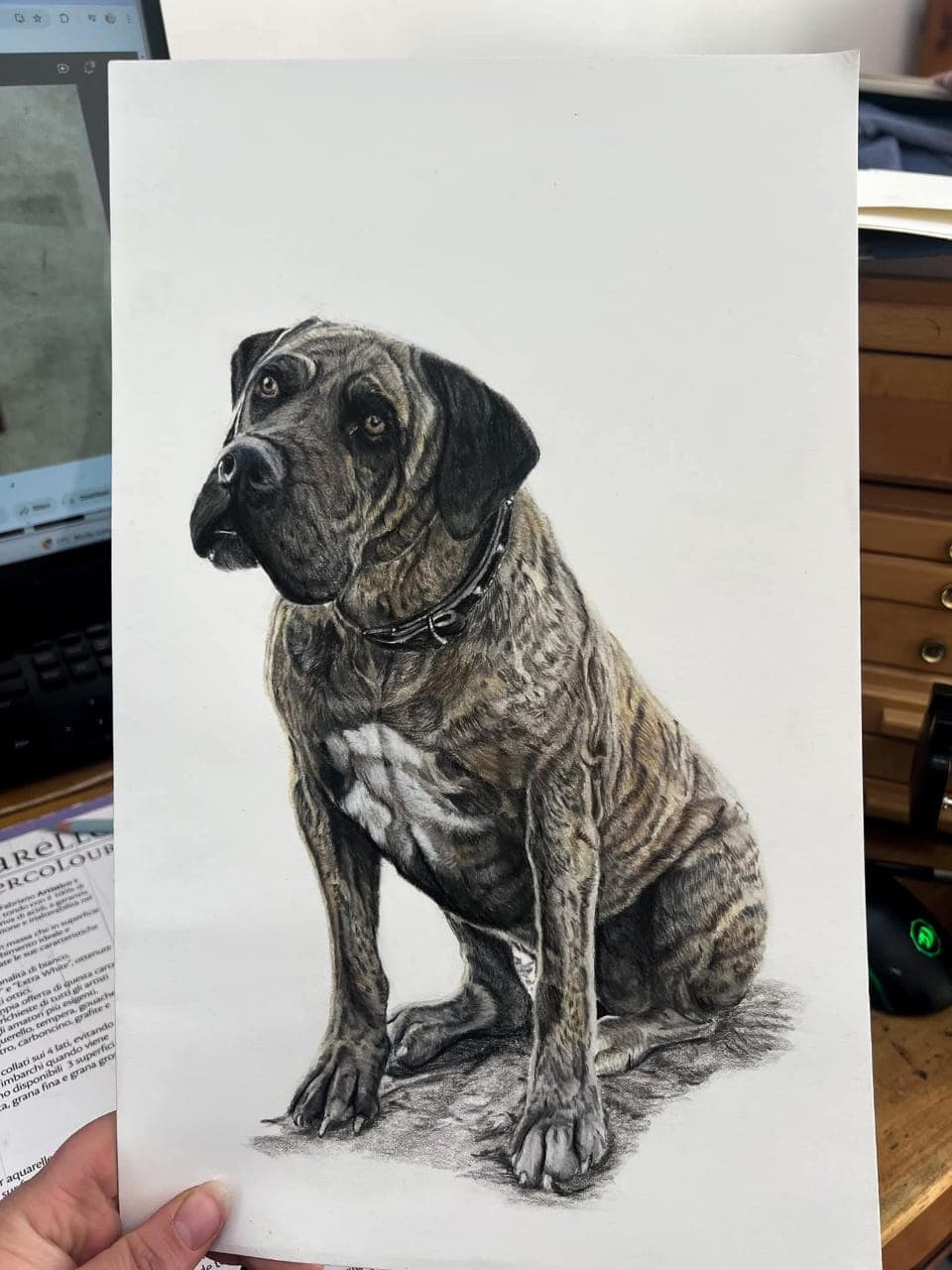 Brindle Cane Corso Mastiff