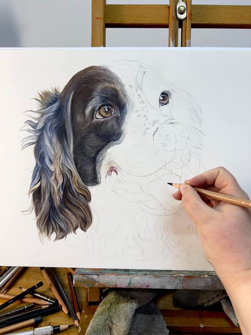 English Springer Spaniel Study