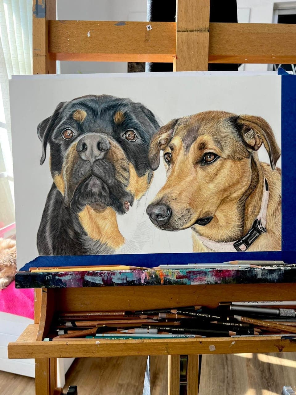 Rottweiler & Shepherd Mix Pair