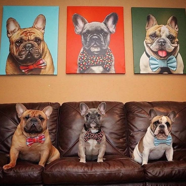 Three French Bulldogs with Bowties